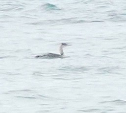 Red-throated Loon - ML591573721