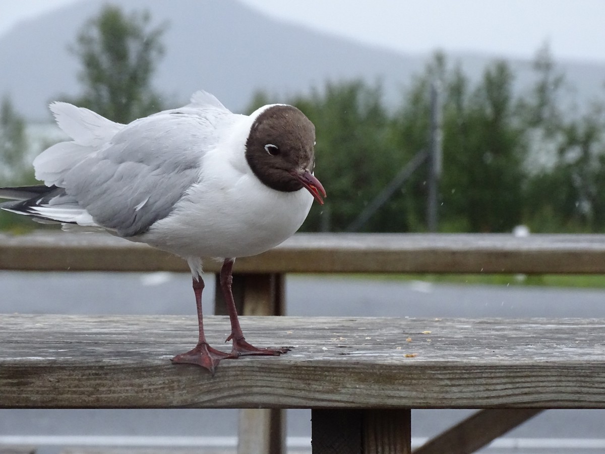 racek chechtavý - ML591574331