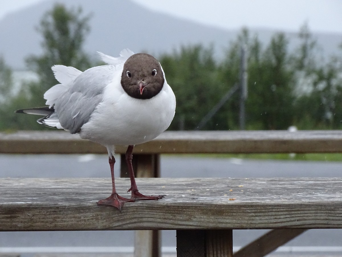 racek chechtavý - ML591574341