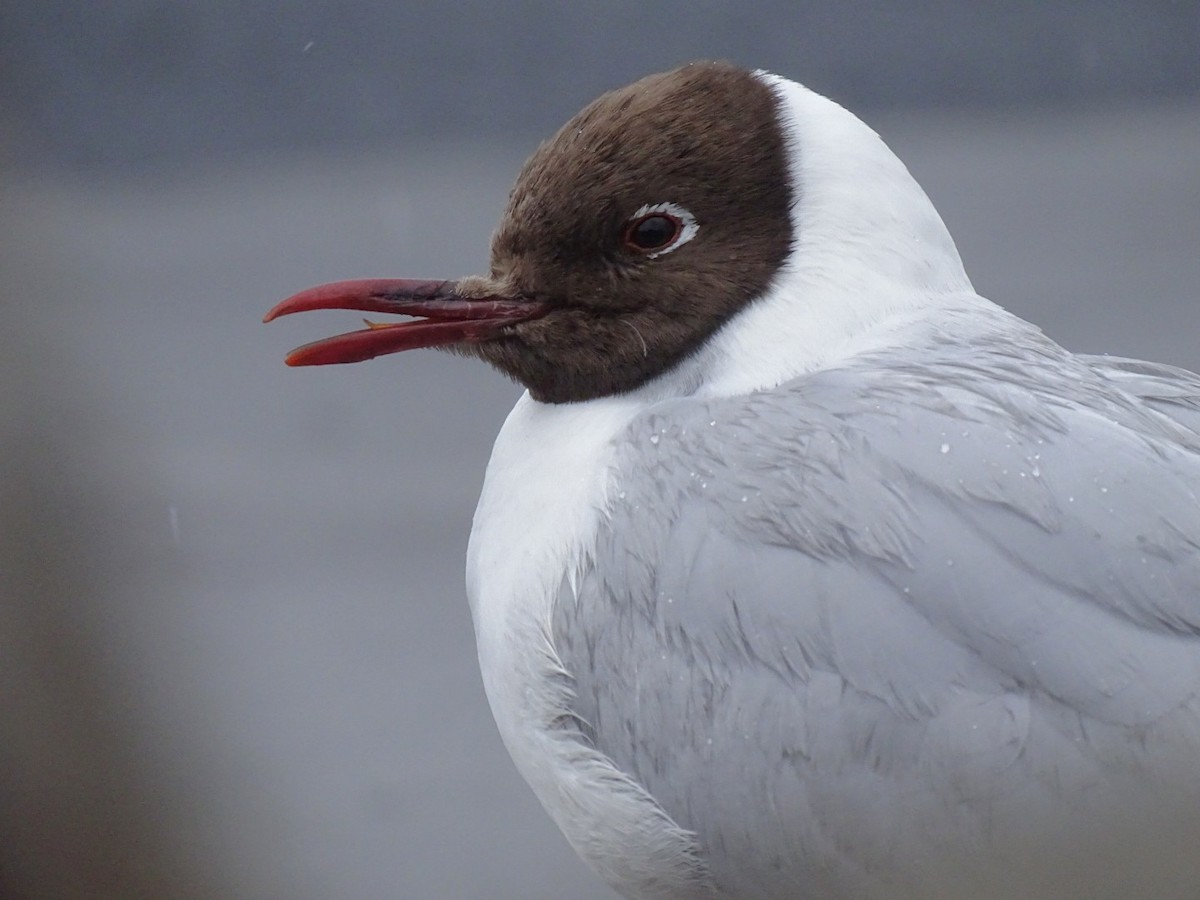 racek chechtavý - ML591574351