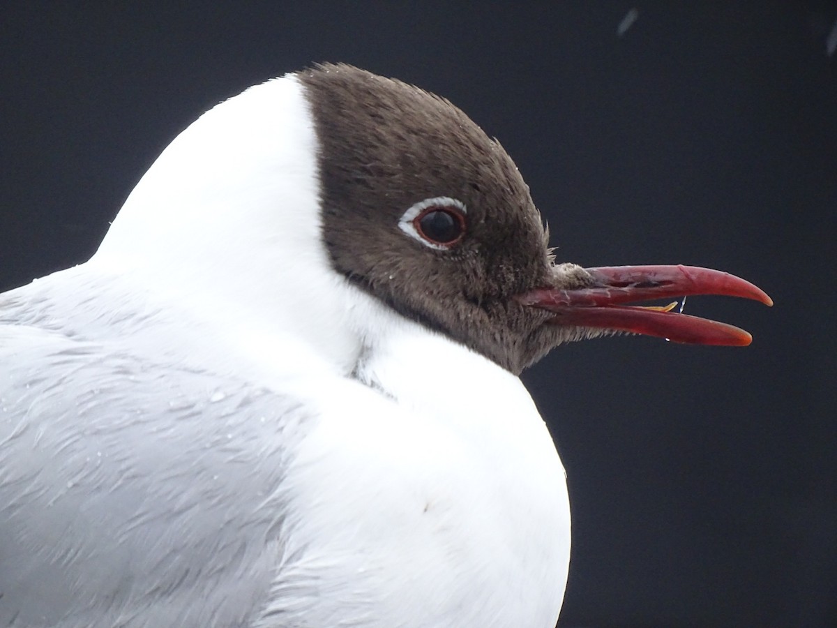 racek chechtavý - ML591574371