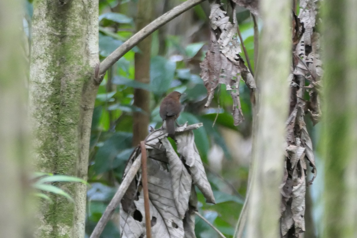 House Wren (Dominica) - ML591574461