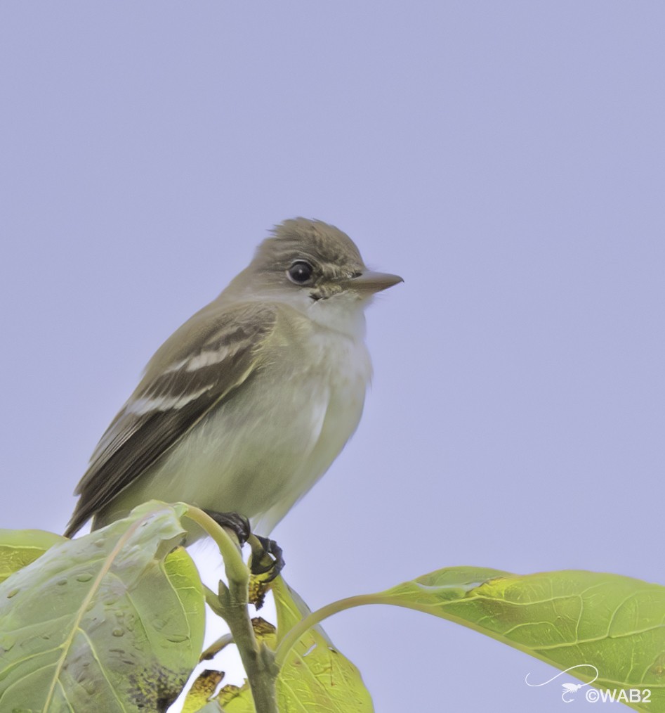 Willow Flycatcher - ML591574511