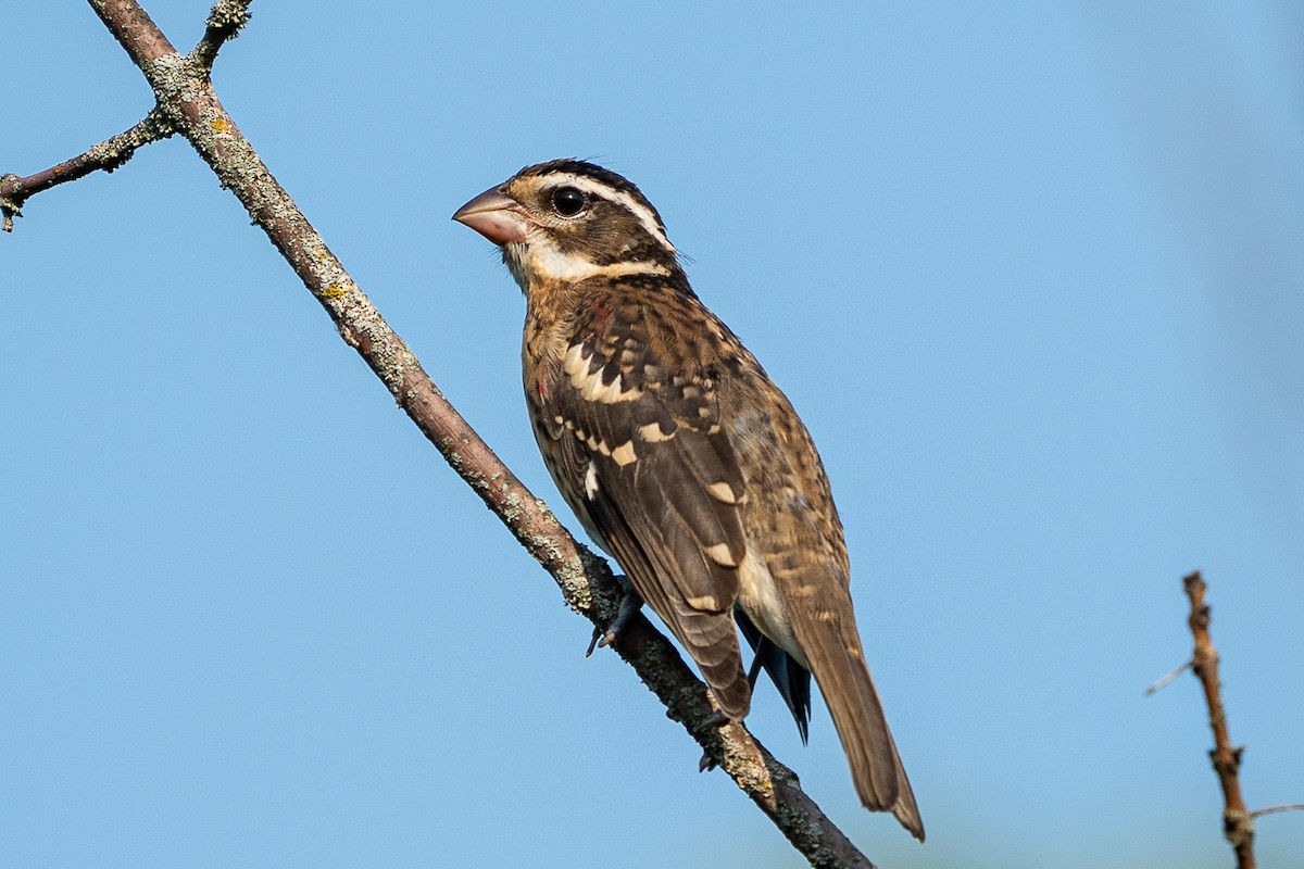 Rose-breasted Grosbeak - Yong Chen