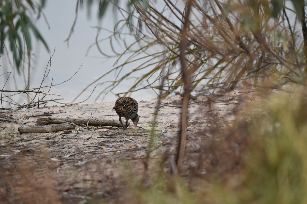 Buff-banded Rail - ML591575131