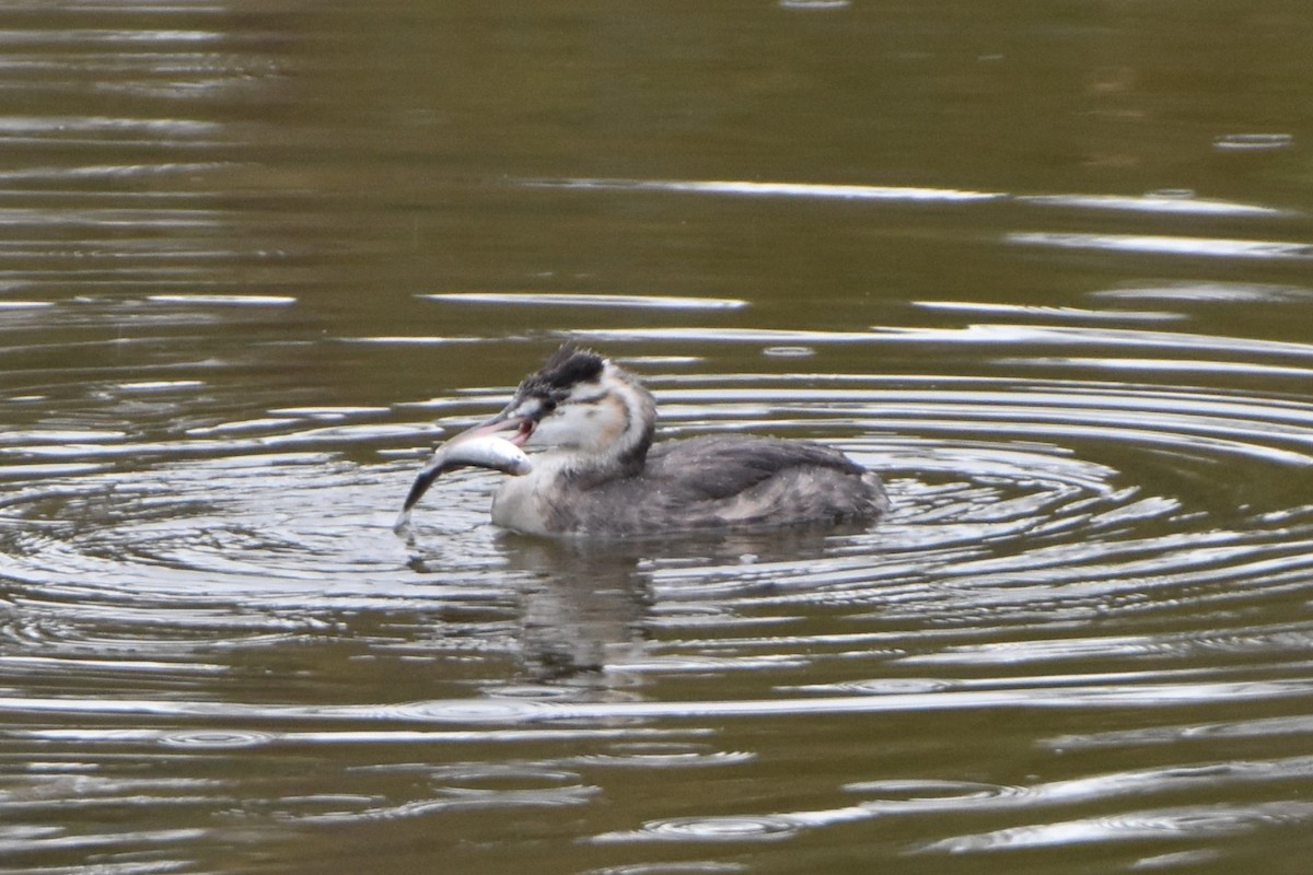 Great Crested Grebe - ML591575201