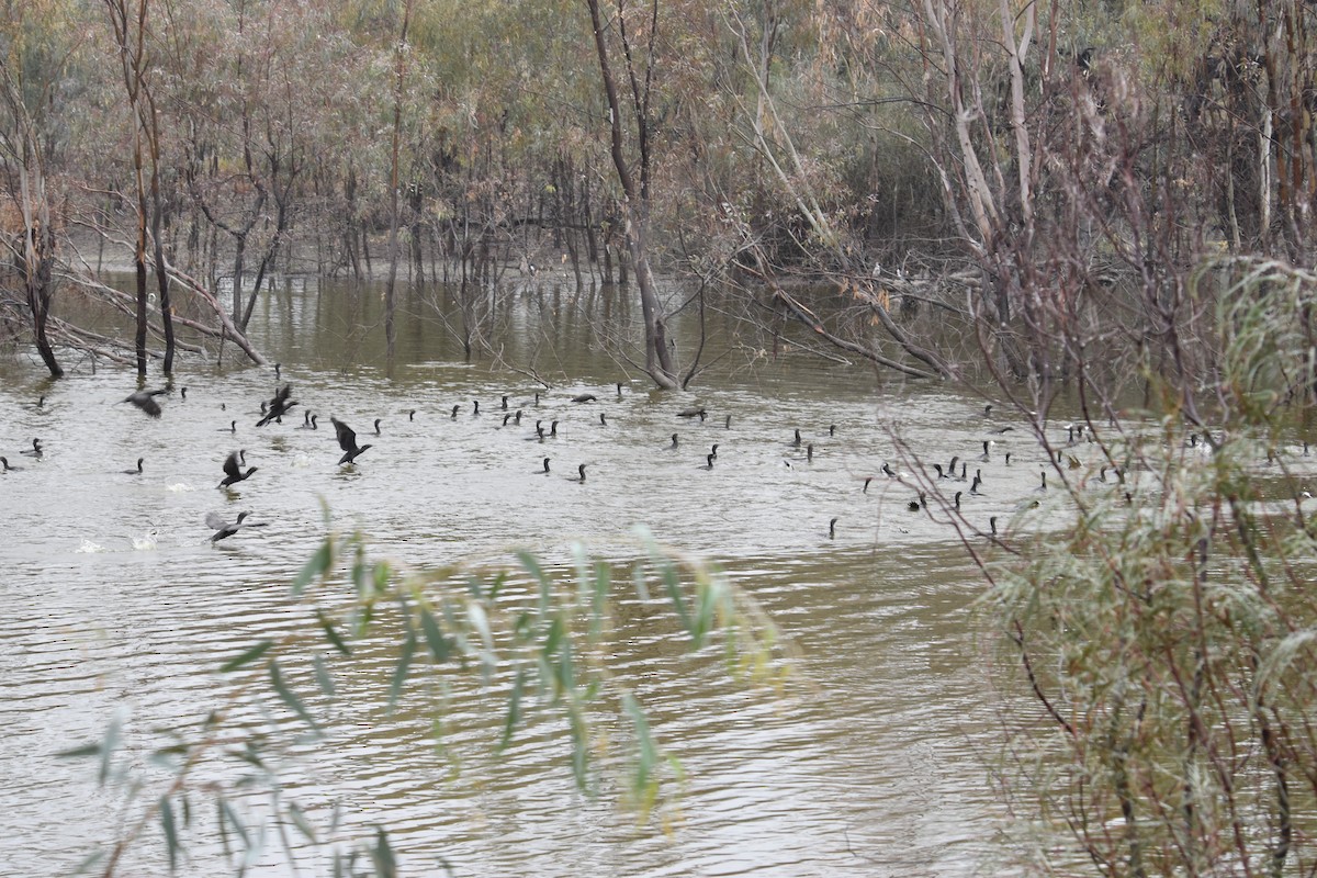 Little Black Cormorant - ML591575261