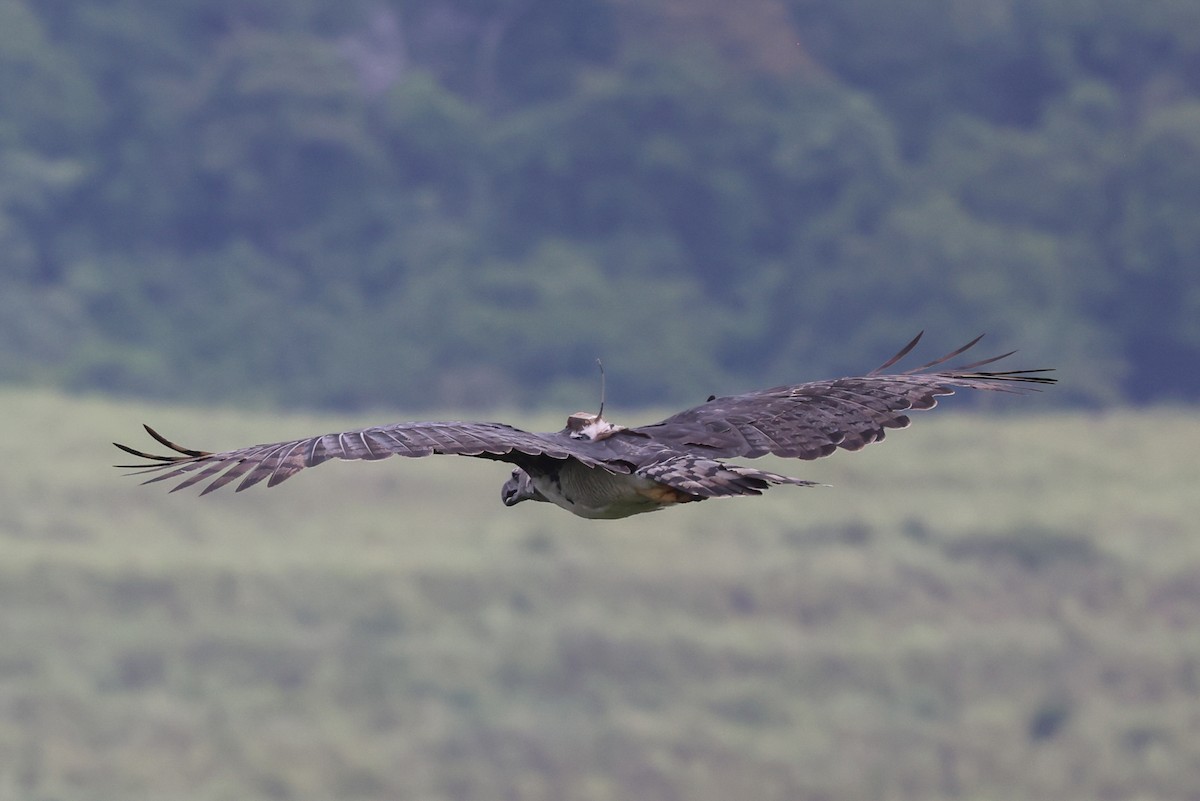 Harpy Eagle - ML591575771