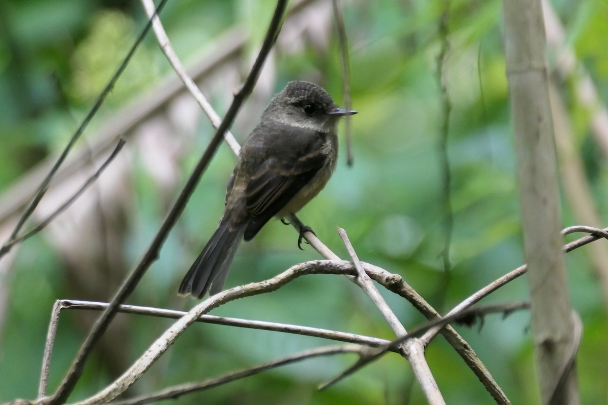 Lesser Antillean Pewee - ML591575901