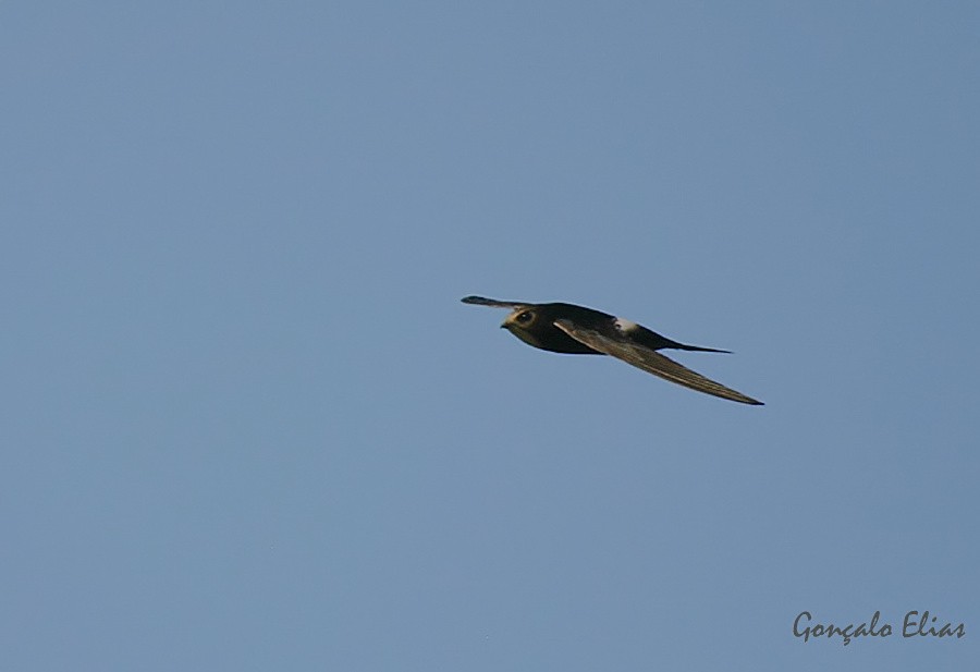 White-rumped Swift - ML59157681