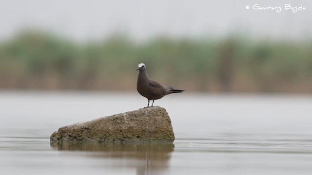 Brown Noddy - ML591577051