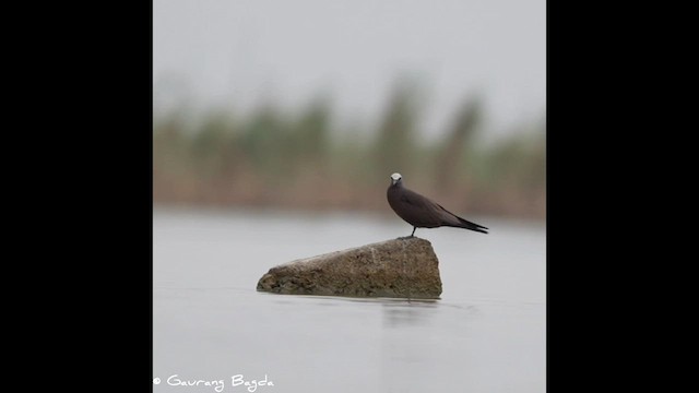 Brown Noddy - ML591577061