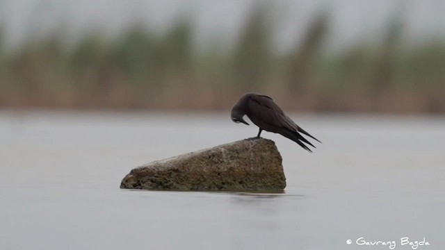 Brown Noddy - ML591577071