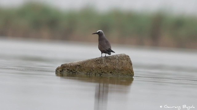 Brown Noddy - ML591577081