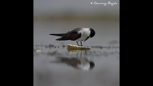 Bridled Tern - ML591577251