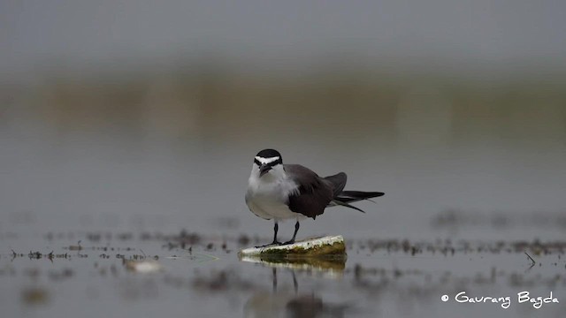 Bridled Tern - ML591577261