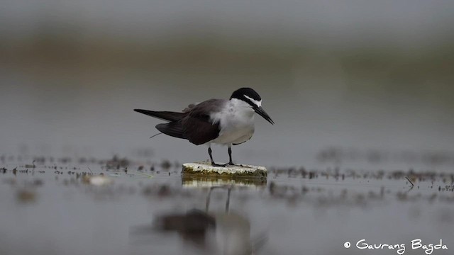 Bridled Tern - ML591577301