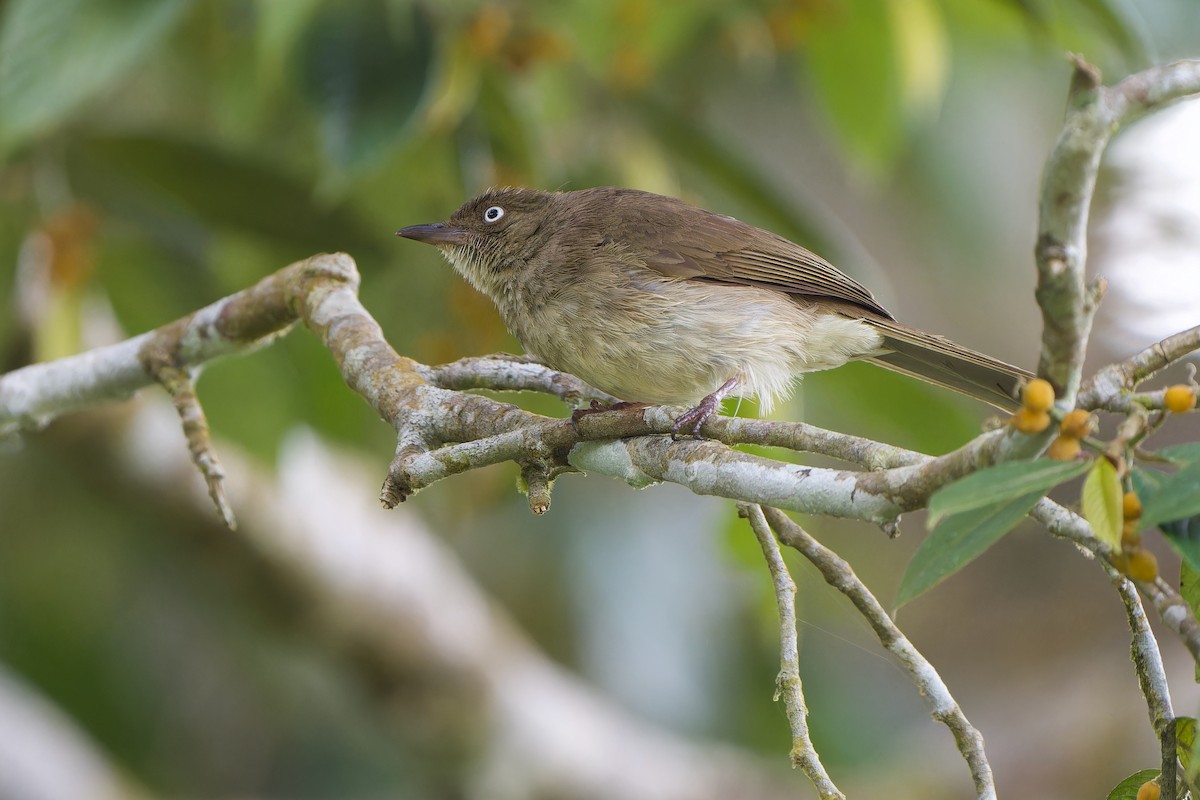 Cream-vented Bulbul (White-eyed) - ML591577321