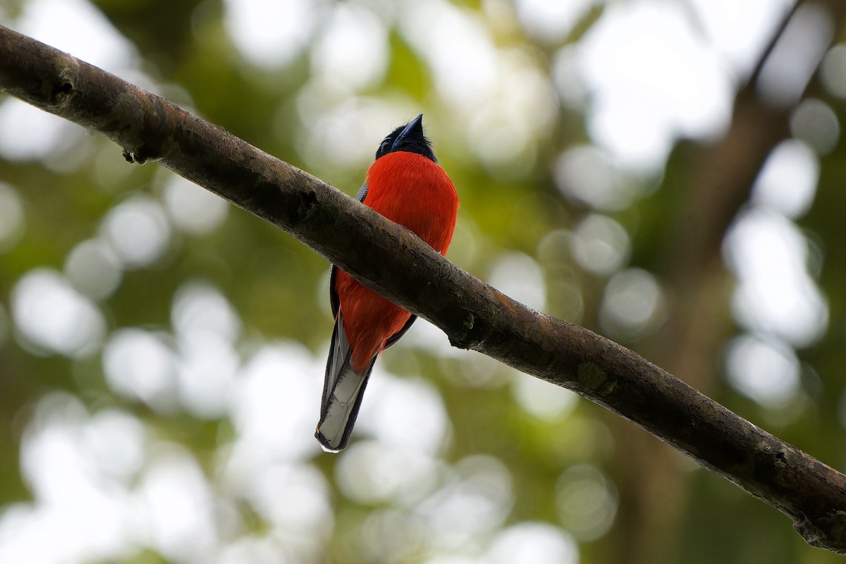 Scarlet-rumped Trogon - ML591577701