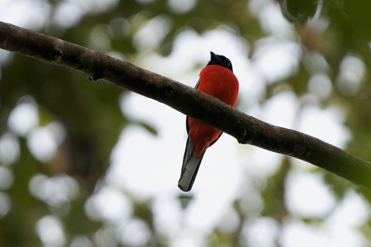 Scarlet-rumped Trogon - ML591577711