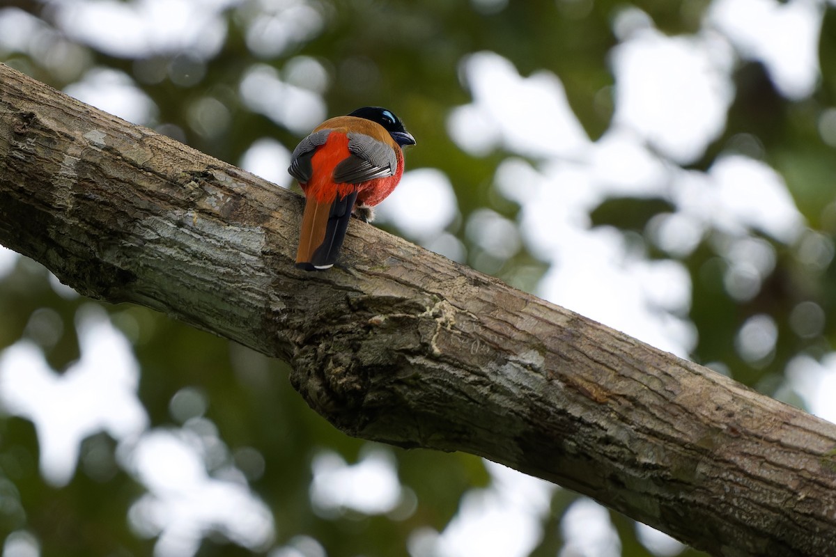 Scarlet-rumped Trogon - ML591577721