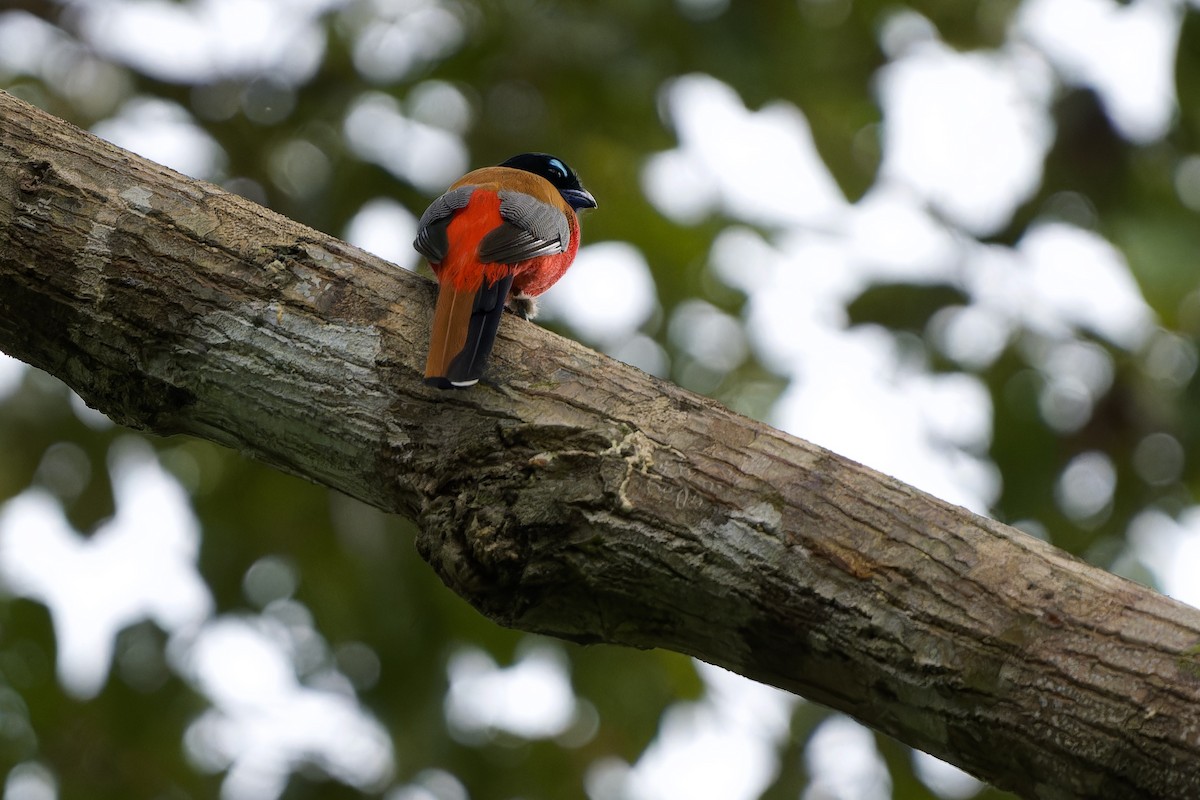 Scarlet-rumped Trogon - Sam Hambly