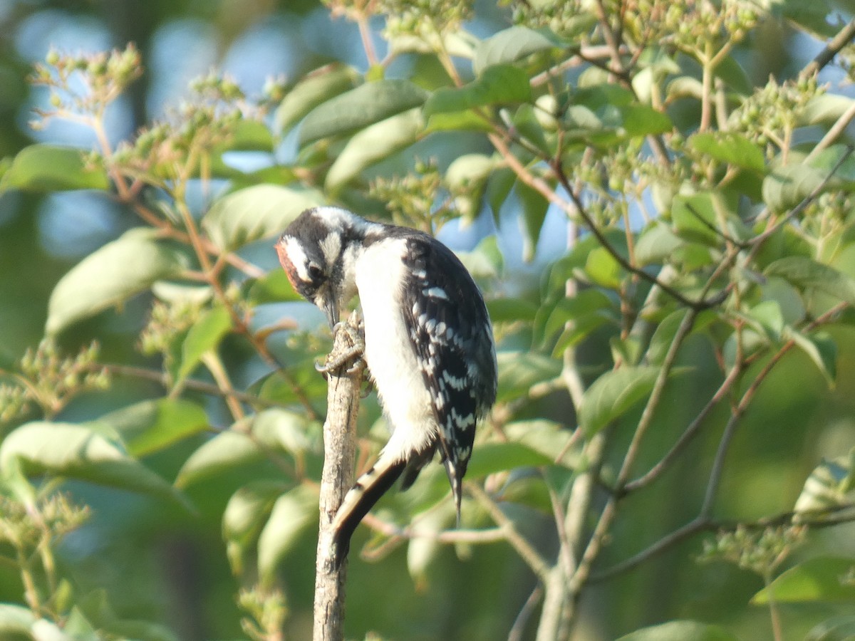 Downy Woodpecker - ML591578531