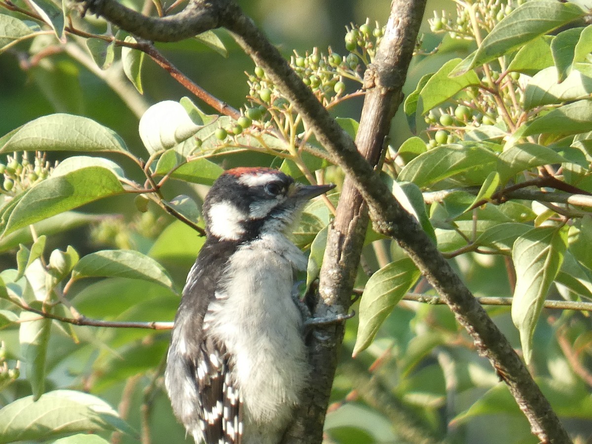 Downy Woodpecker - ML591578541