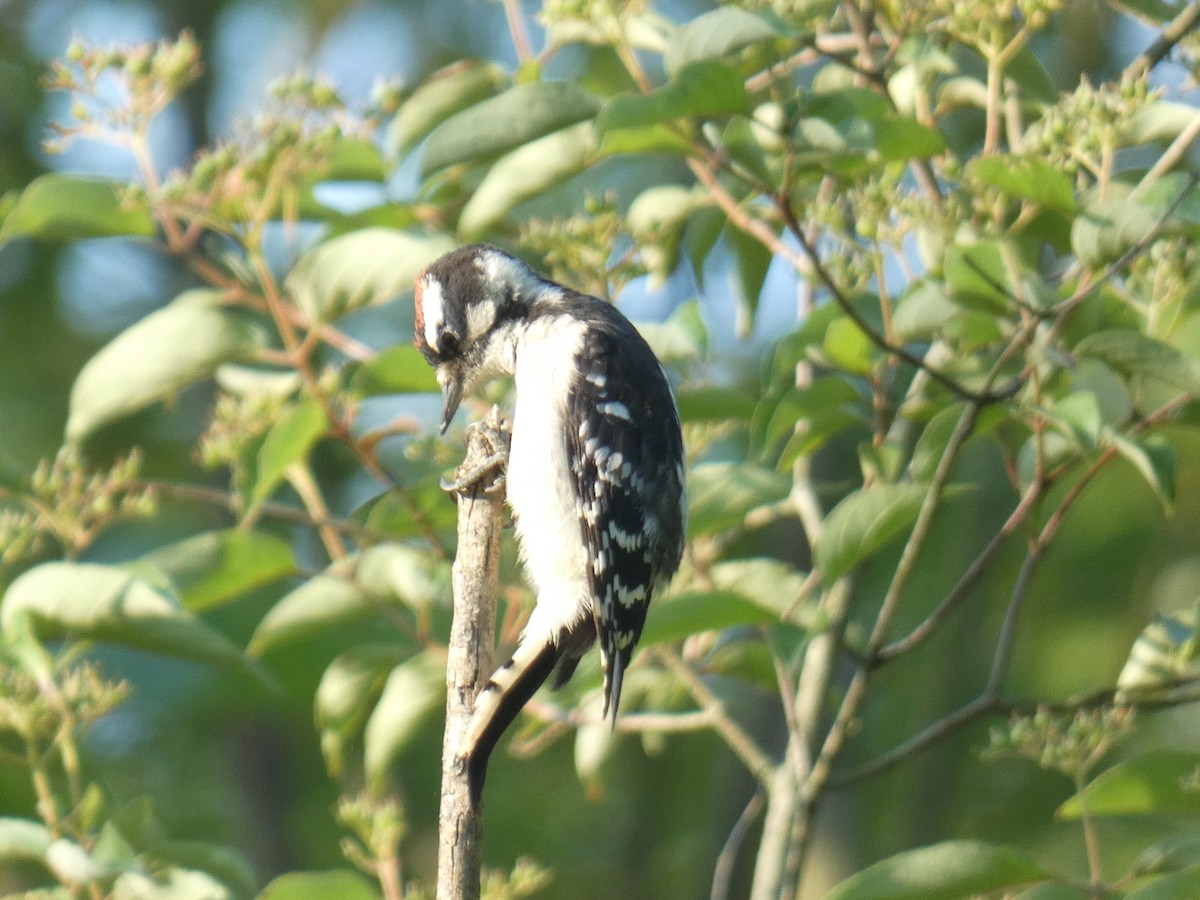 Downy Woodpecker - ML591578551