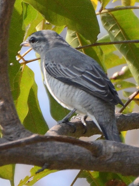 Black-headed Cuckooshrike - ML591578631