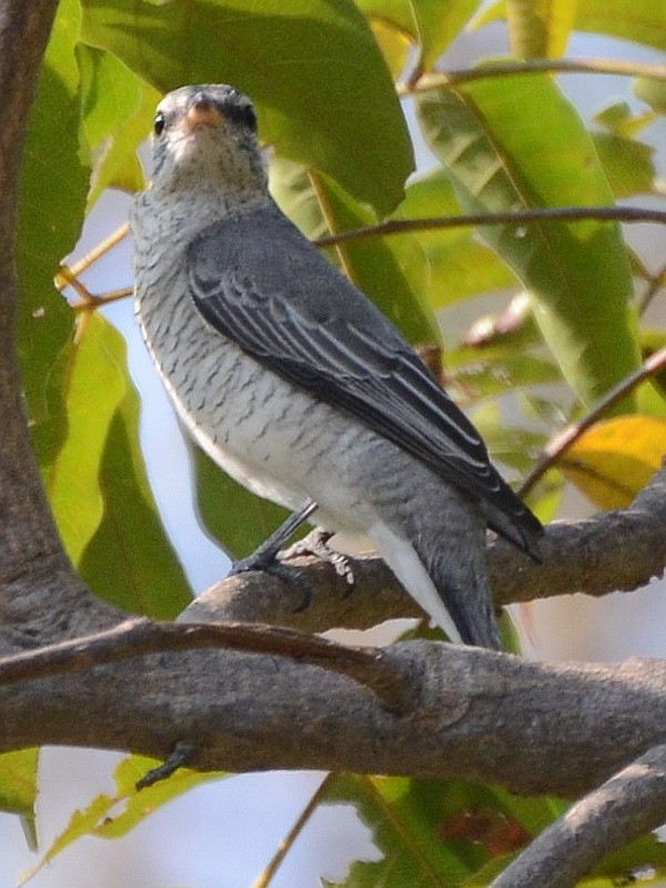 Black-headed Cuckooshrike - ML591578641