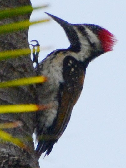 Black-rumped Flameback - ML591578661