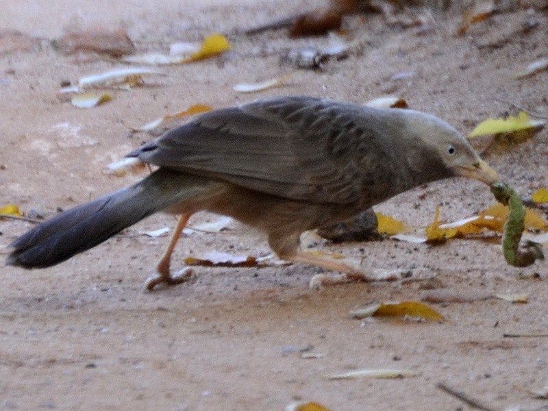 Yellow-billed Babbler - ML591578701