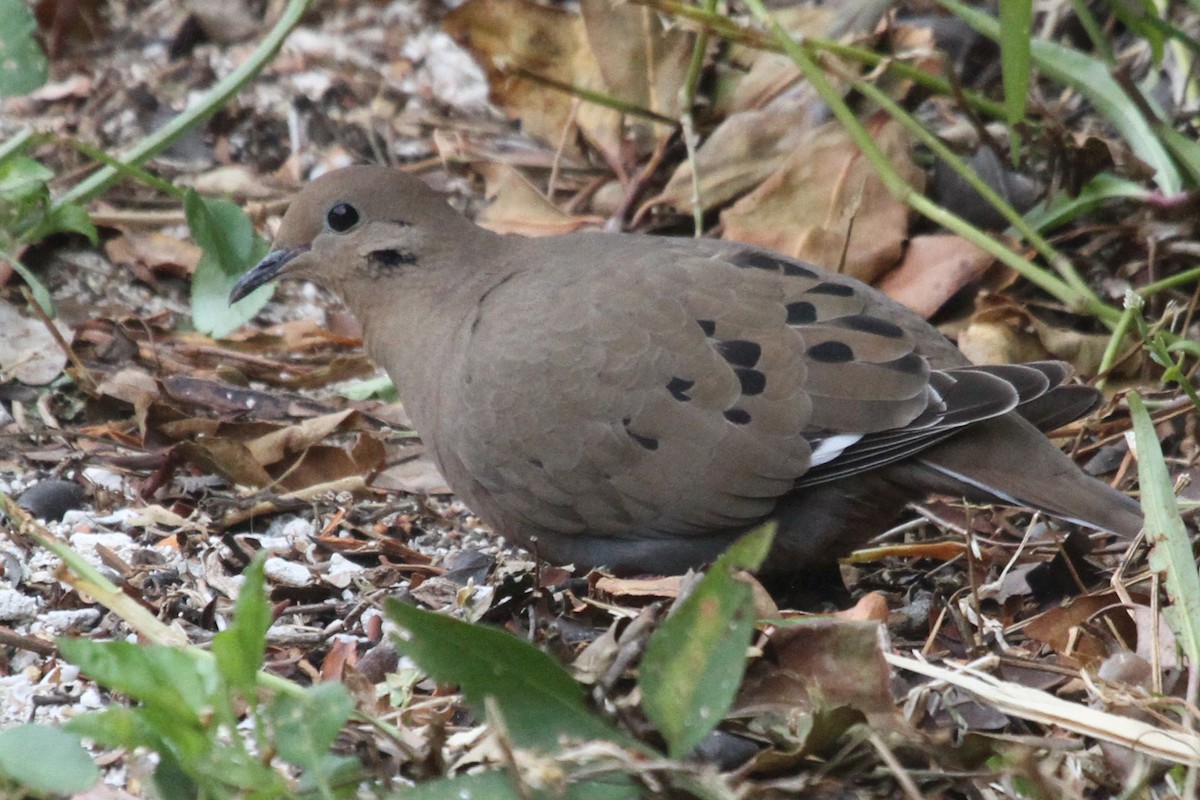 Zenaida Dove - ML591579501