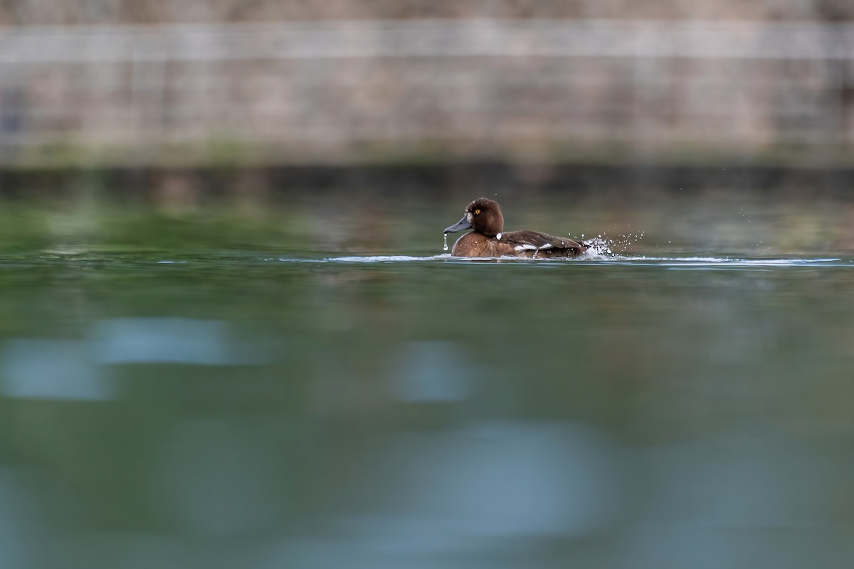 Tufted Duck - Deepak Budhathoki 🦉