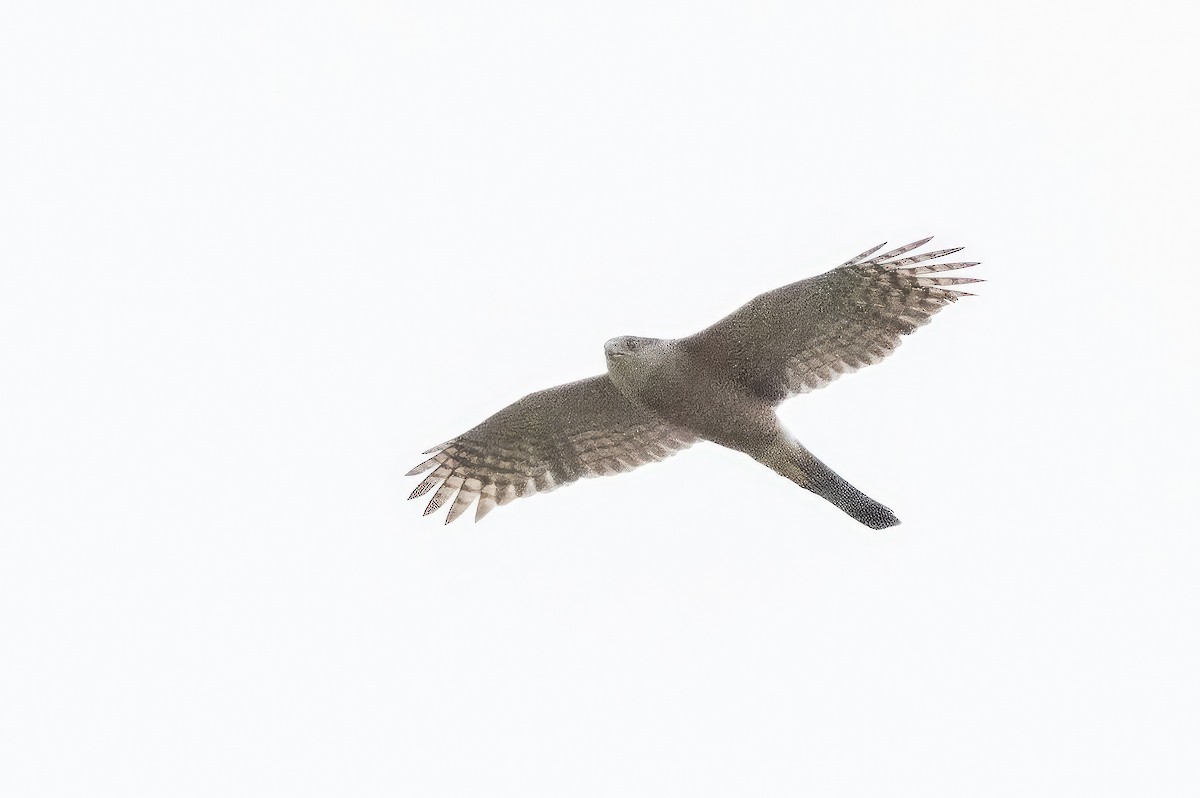 Cooper's Hawk - ML591580931