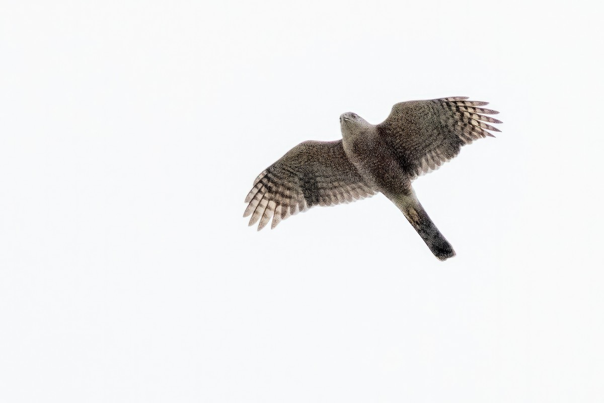 Cooper's Hawk - ML591580951