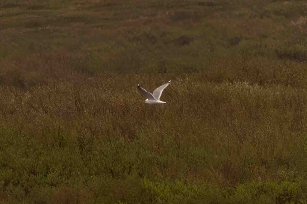 Short-billed Gull - ML591581791