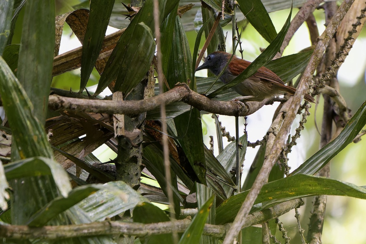 Chestnut-winged Babbler - Sam Hambly