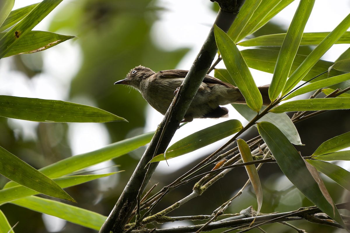 Bulbul aux yeux blancs (simplex/halizonus) - ML591582111