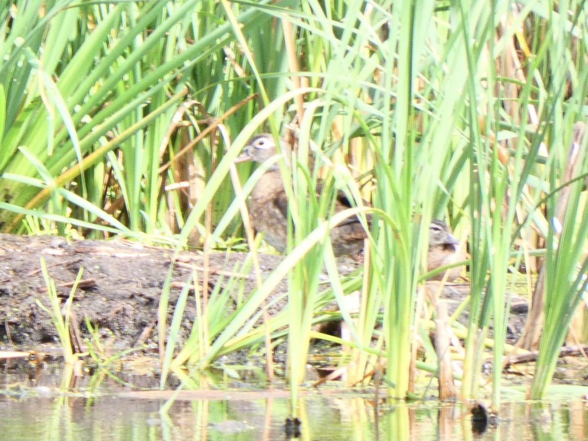 Wood Duck - ML591583201