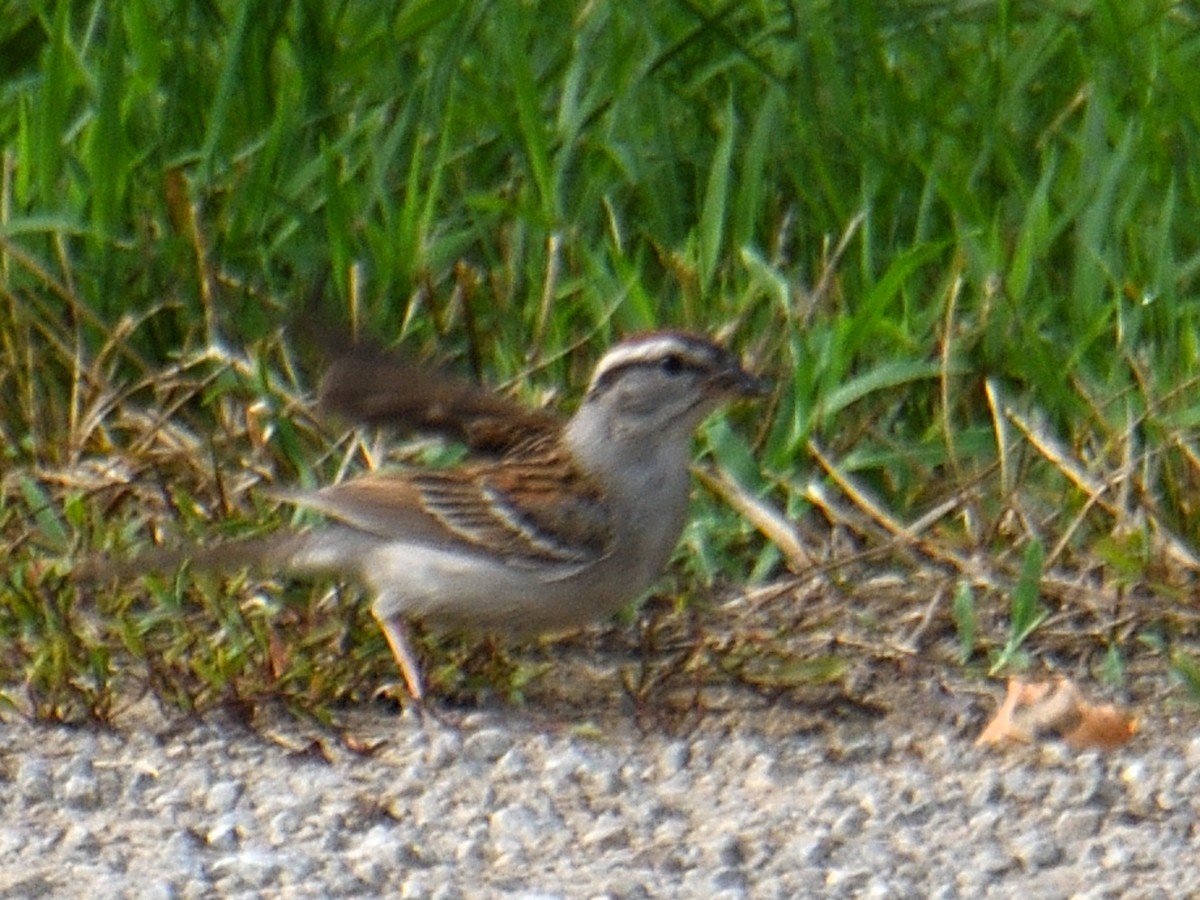 Chipping Sparrow - Dan Edelen