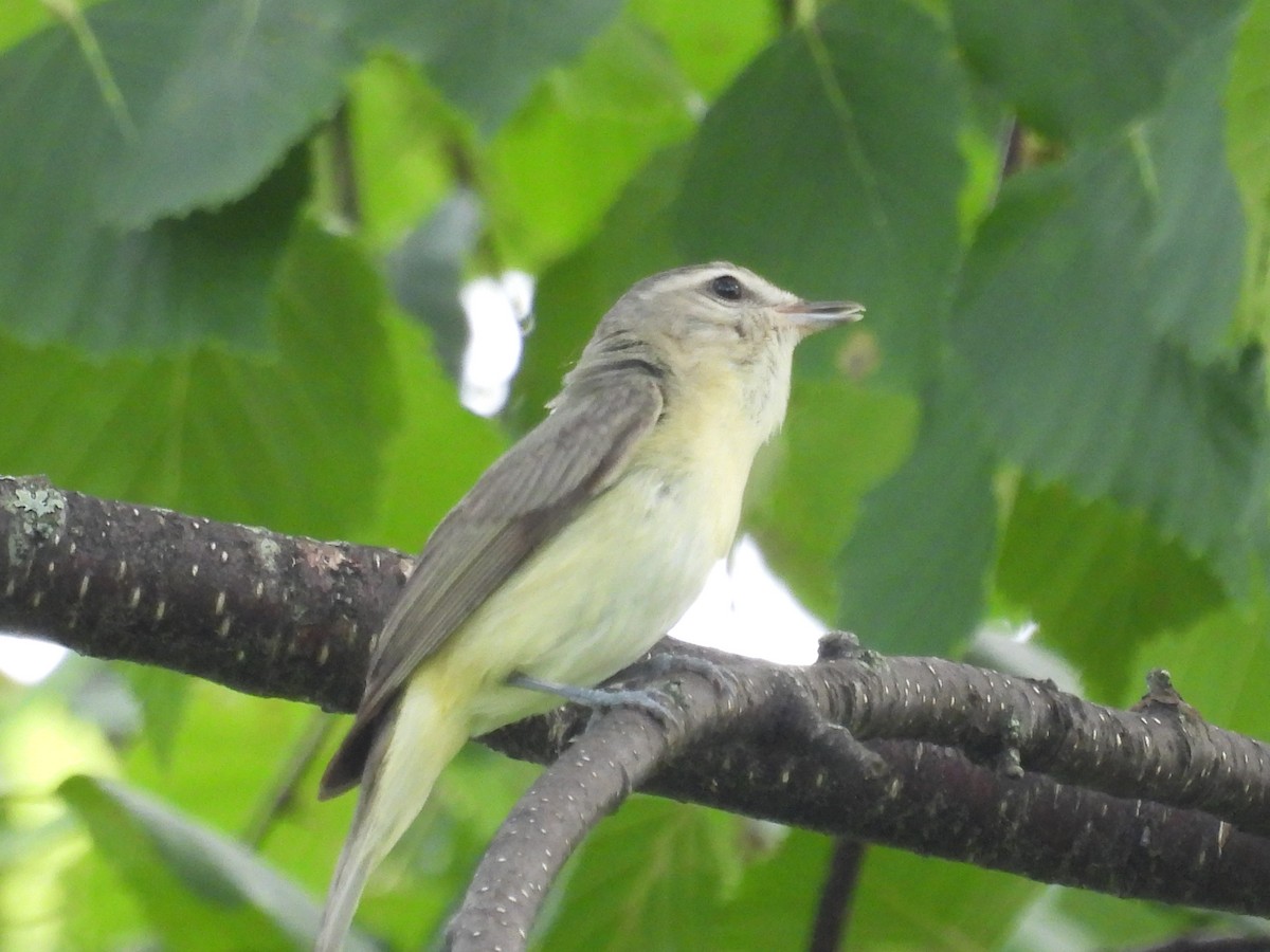 Philadelphia Vireo - ML591583841