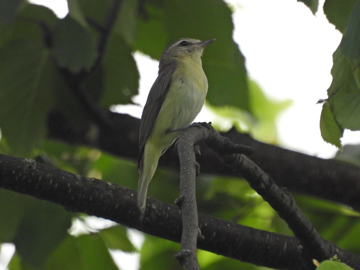 Philadelphia Vireo - ML591583851