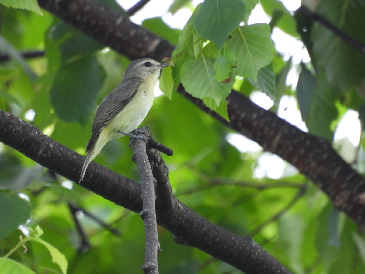 Philadelphia Vireo - ML591583871