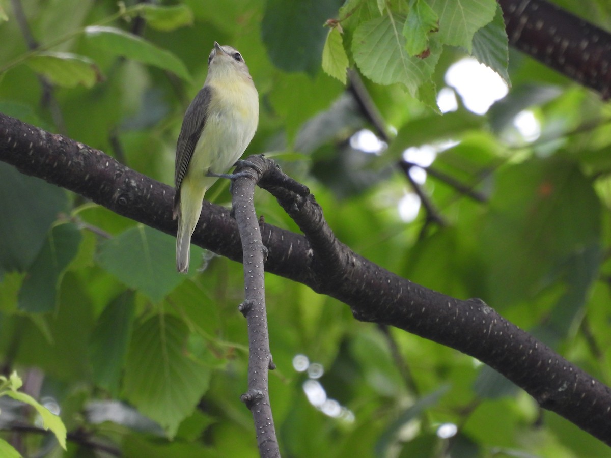 Philadelphia Vireo - ML591583891