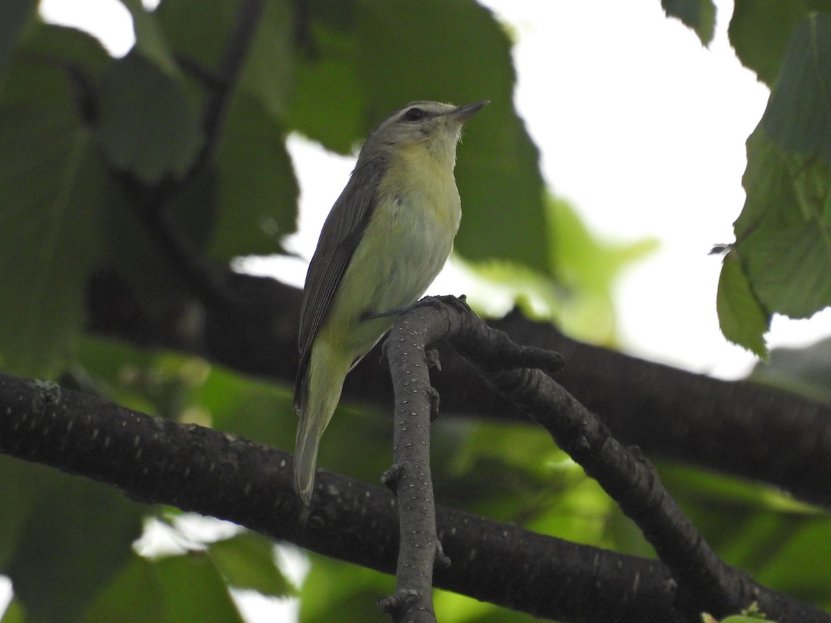 Philadelphia Vireo - ML591583921