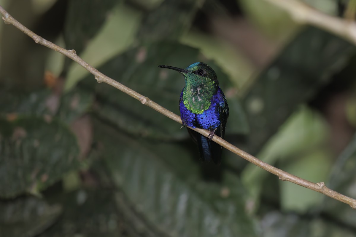 kolibřík vidloocasý - ML591585181