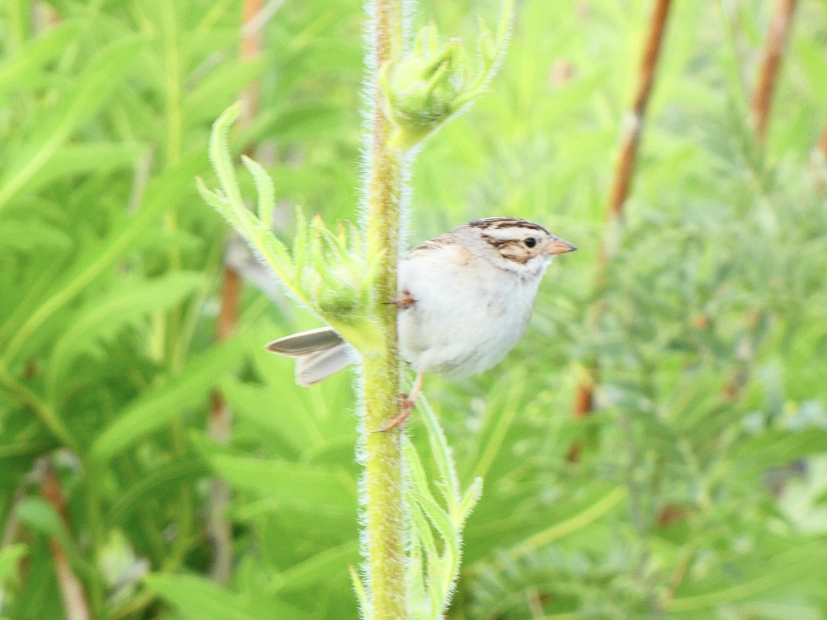 Clay-colored Sparrow - Eric Plage