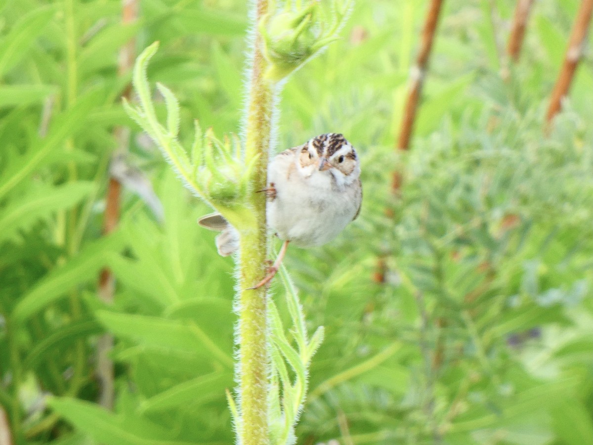 Clay-colored Sparrow - Eric Plage